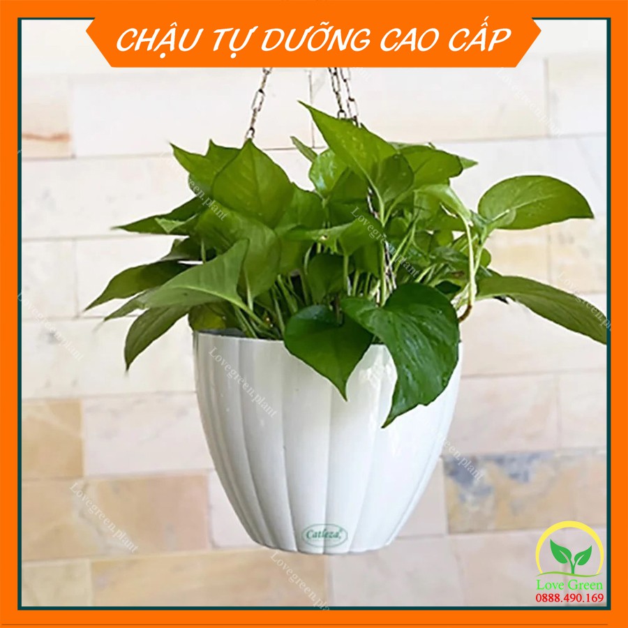 Chậu Sơn Dây Treo 💚Trồng Cây Cảnh Hoa Kiểng💚 Để Bàn Làm Việc Tự Dưỡng, Tự Tưới Trang Trí Nội Thất Văn Phòng Nhựa CATLEZA