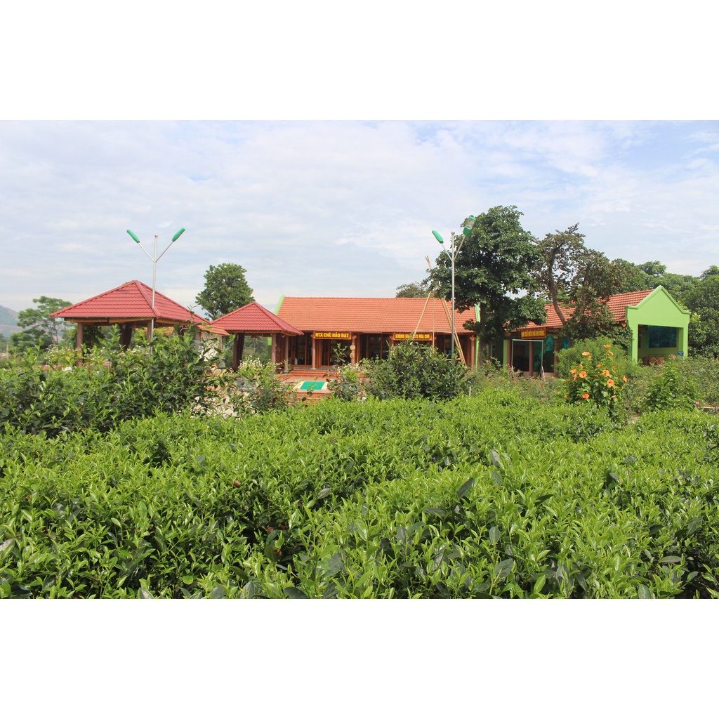 Chè Tôm Nõn Cao Cấp 4 - Hợp Tác Xã Chè Hảo Đạt - Chè Tân Cương Thái Nguyên