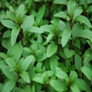 Hạt giống rau húng chanh 200 hạt
