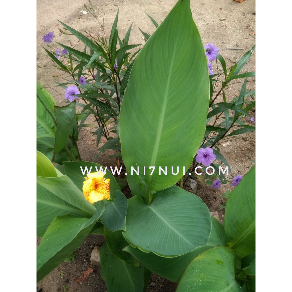 5 củ giống cây hoa chuối - shop Ni Bảy Núi