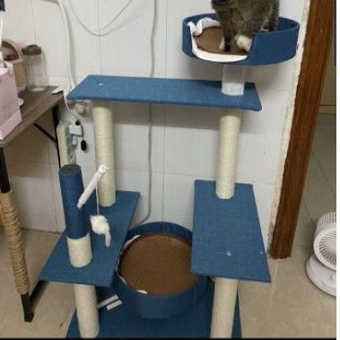 Cattree cho mèo Cat tree cho mèo nhà cây cho mèo,giảm stress thế mạng cho bộ sofa nhà bạn