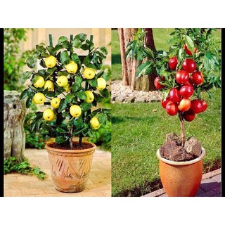 hạt giống Táo Tây Lùn siêu quả dễ trồng
