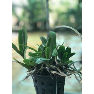 Hoa lan hoàng nhạn