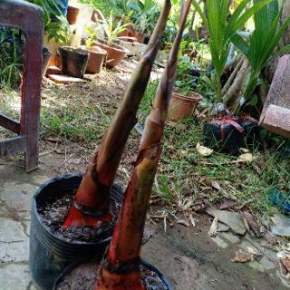 Cây chuối đỏ