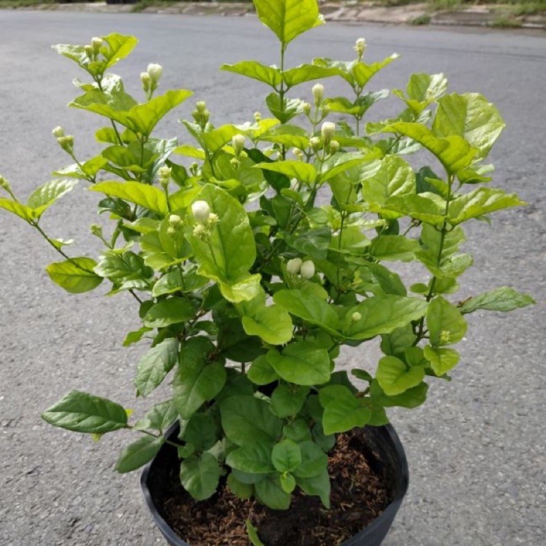Cây hoa lài ta - hoa nhài kép cao 25cm, hoa toả hương thơm mát dễ chịu, phát triển khoẻ mạnh trồng ban công, sân vườn