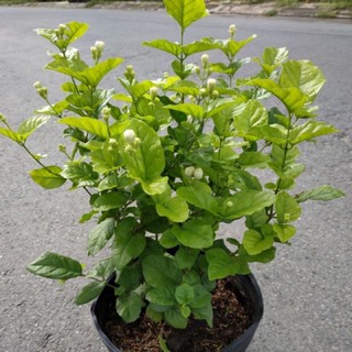 Cây hoa lài ta - hoa nhài kép cao 25cm, hoa toả hương thơm mát dễ chịu, phát triển khoẻ mạnh trồng ban công, sân vườn