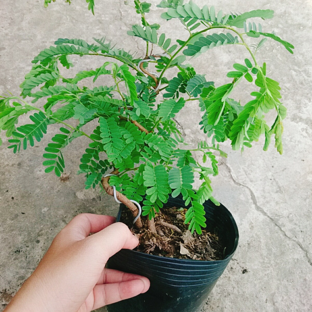 Cây Me Bonsai - cây cảnh bonsai