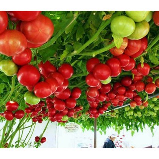 Hạt giống Cà chua bạch tuộc/ Cà chua leo giàn tặng kèm kích mầm