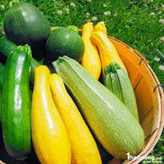2GR- HẠT GIỐNG BÍ NGÒI