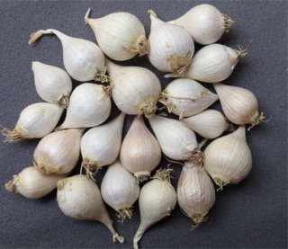 Tỏi cô đơn Lý Sơn (100gr~)