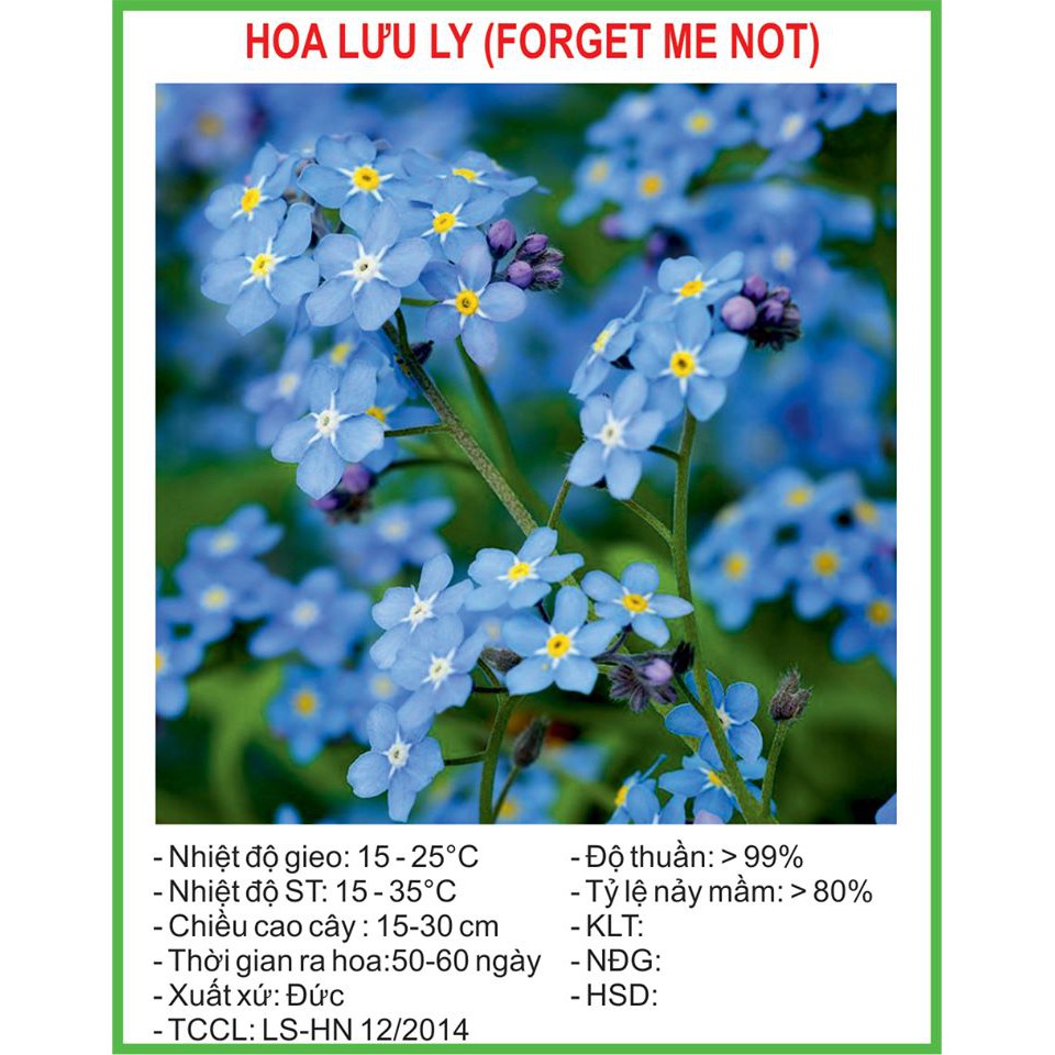 Hạt Giống Hoa lưu ly 100 Hạt/ Gói