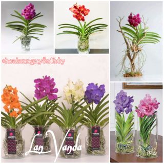 Lan Vanda hoa to cây trưởng thành (30-40cm)