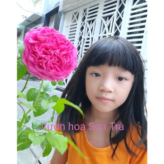 (Quận 8 - Hỏa tốc 1-3h) HOA HỒNG TRIỆU ĐÔ, siêu thơm, siêu hoa, đủ màu.