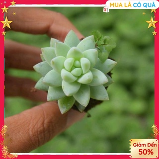 - sen đá chuỗi ngọc - lá dài giống mới siêu xinh - size mini
