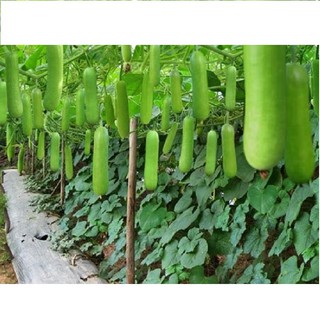 Hạt giống bầu lai F1 gói 10 hạt xuất xứ Việt Nam