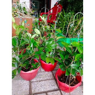 Cẩm cù chậu đại