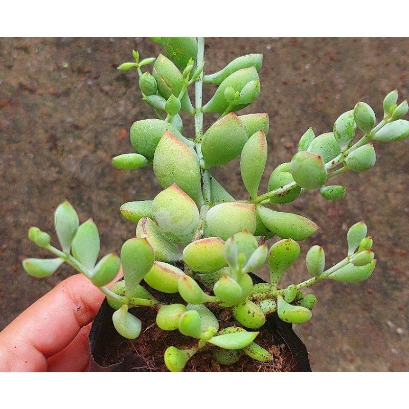 Sen đá Hạt Lựu size bầu