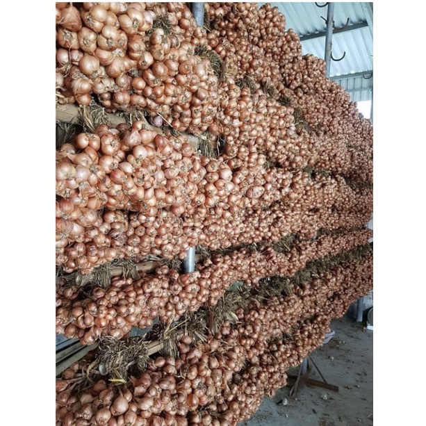 HÀNH KHÔ  LOẠI 1 ĐÃ CHON LỌC HẢI DƯƠNG