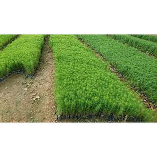 Cây thông đỏ caribe giống (cây thông đỏ cảnh)