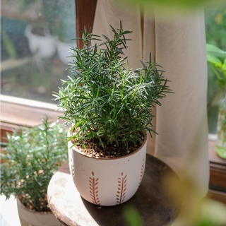 Cây hương thảo - Cây gia vị - Rosemary size 35-45cm - Đã thuần khí hậu, thay đất - Chống chịu thời tiết - Dễ chăm sóc