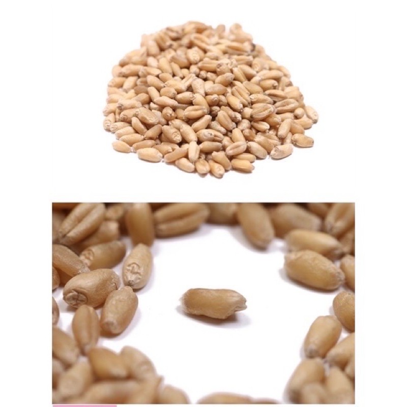 1 GÓI HẠT GIỐNG CỎ LÚA MÌ CHO MÈO 3g