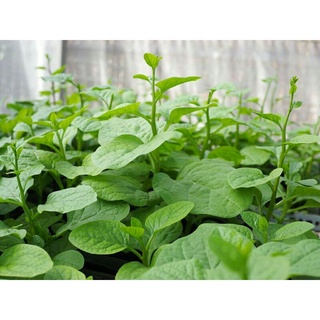 ( sale 1 k ) 10h hạt giống mồng tơi nhật dành cho người mới tập trồng