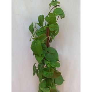 Cây hoa thiên lý leo dàn cao từ 70-90cm