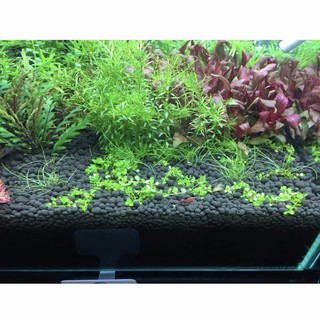 Phân Nền Nhật Bản Aqua Best 1 Lít