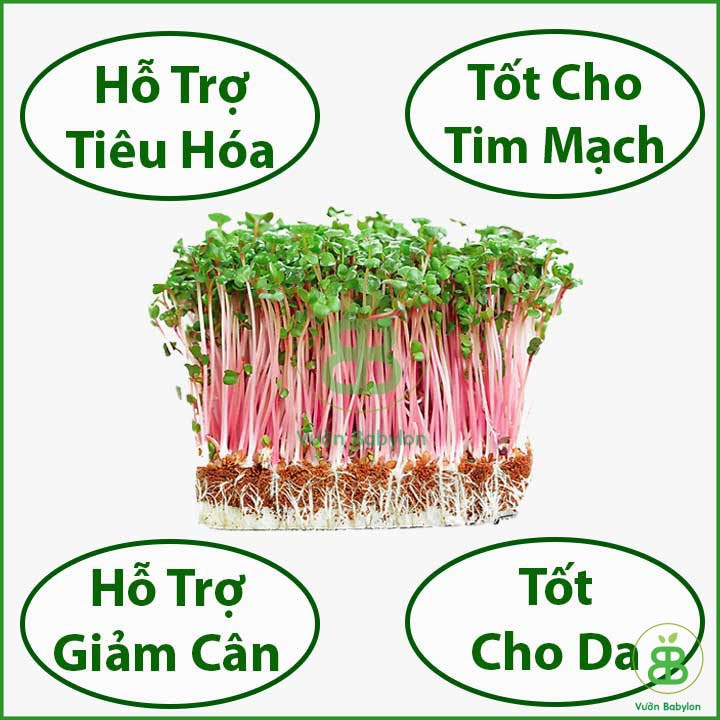 Hạt Giống Rau Mầm Củ Cải Đỏ 100Gr Giòn, Ngọt, Dinh Dưỡng Cao