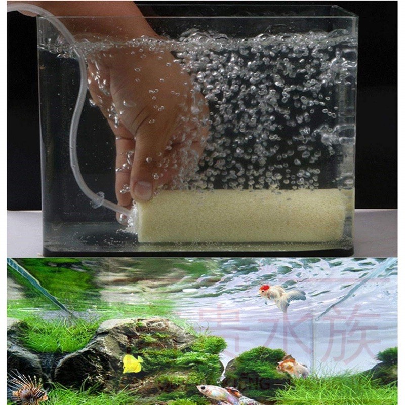 Sứ thanh hoa mai vàng 15x4
