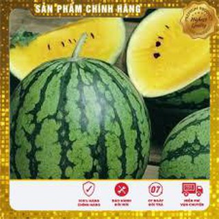 10 Hạt giống Dưa hấu Ruột vàng (tặng gói kích nẩy mầm và hướng dẫn) VIETSEED