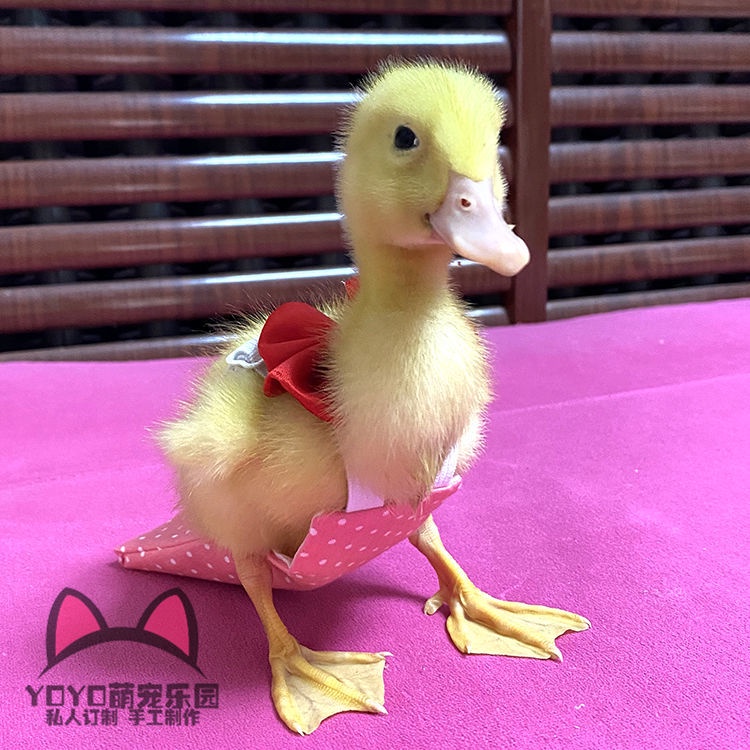 Yoyo net red Quần tã vải cotton hình vịt kir thoải mái có túi hình vịt dungsYOYO hằng ồm cho thú cưng
