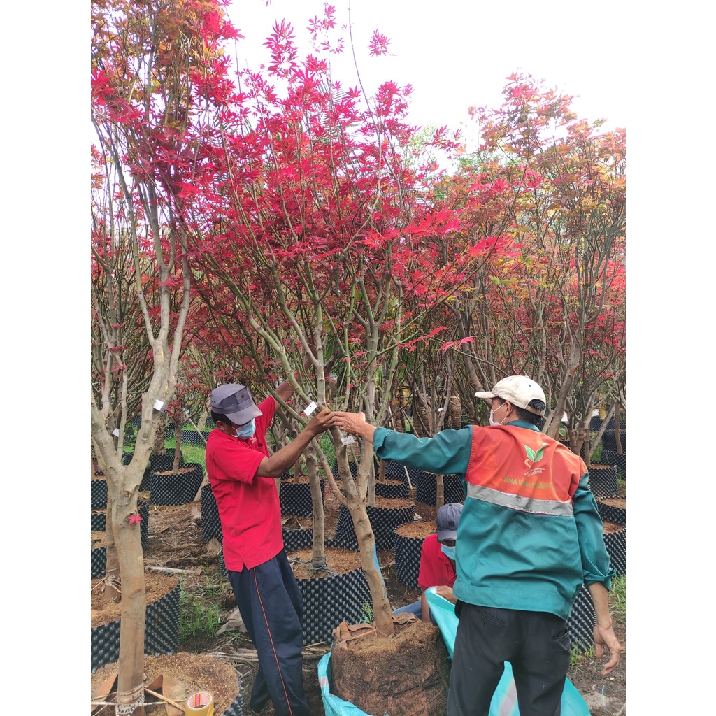 Thuốc mọc rễ cây root90