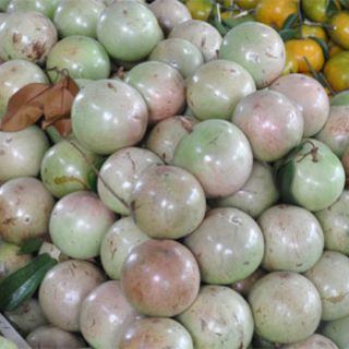 Cây giống vú sữa lò rèn