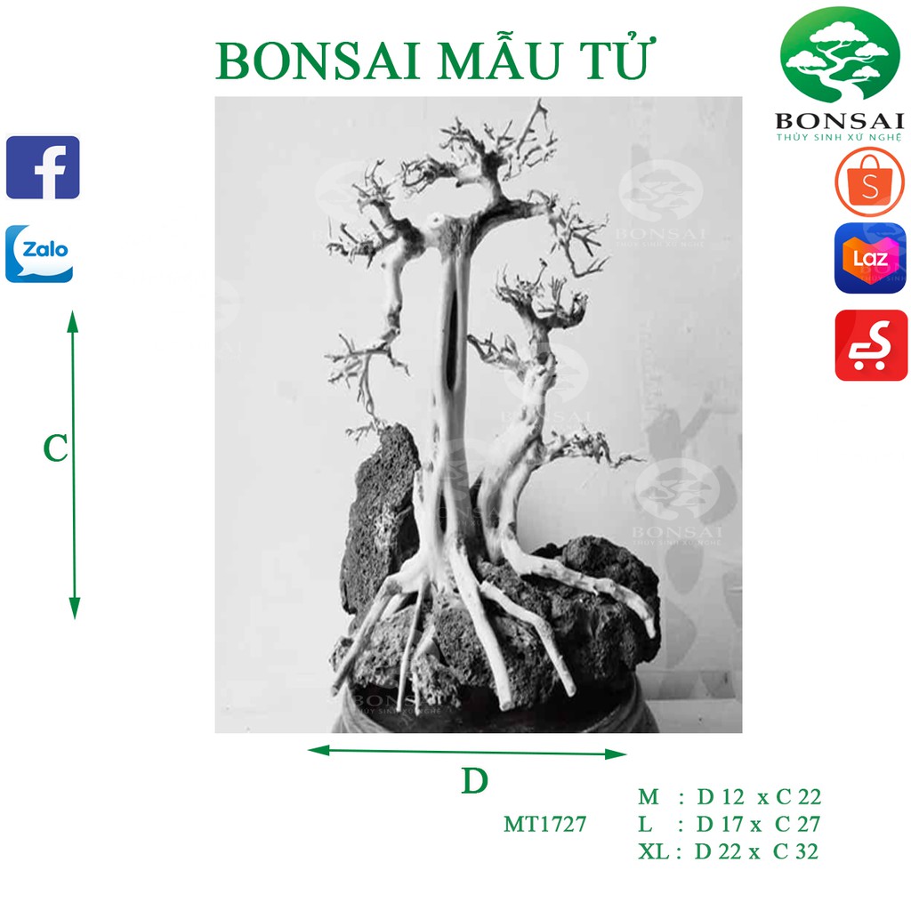 Bonsai Mẫu Tử Trang trí bể cá thủy sinh | Bể Cubic