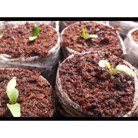 Gói 100 Hạt Giống Hoa Đồng Tiền Kép Lùn - Mix  luckyseed hạt siêu rẻ