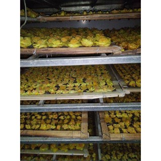 [Hot] TRÀ HOA VÀNG TAM ĐẢO KHÔ ( hộp 100g)
