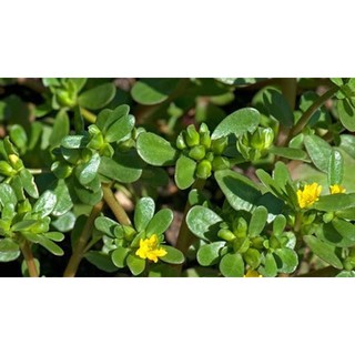 1GR - HẠT GIỐNG RAU SAM