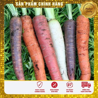 Hạt giống cà rốt nhiều màu ( 0.2 gr )
