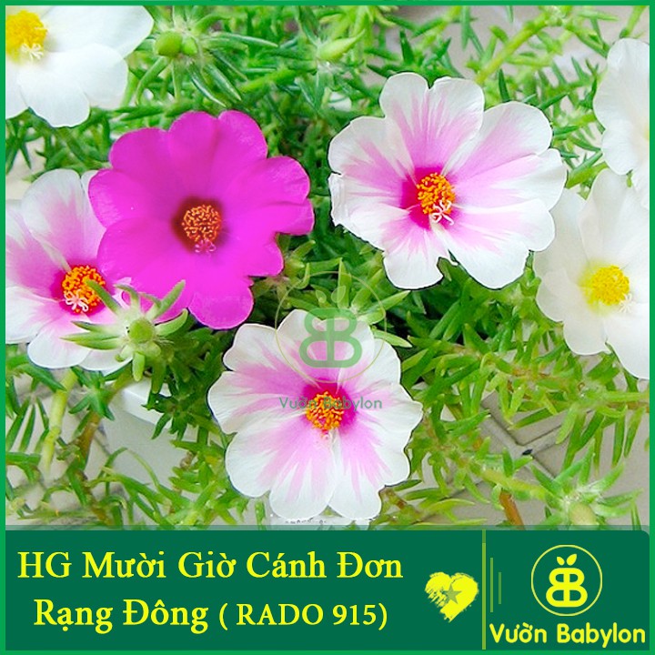 Hạt Giống Hoa Mười Giờ ĐƠN Mix Nhiều Màu