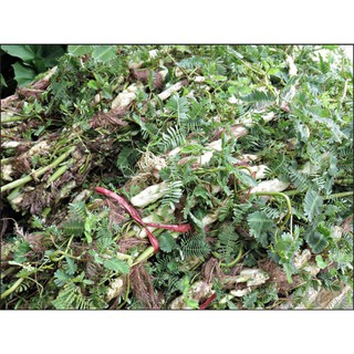 Hạt Giống Rau Nhút (Rau Rút)