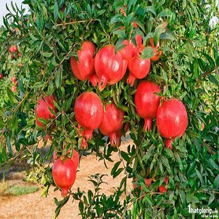 Hạt giống lựu lùn đỏ đậm f1