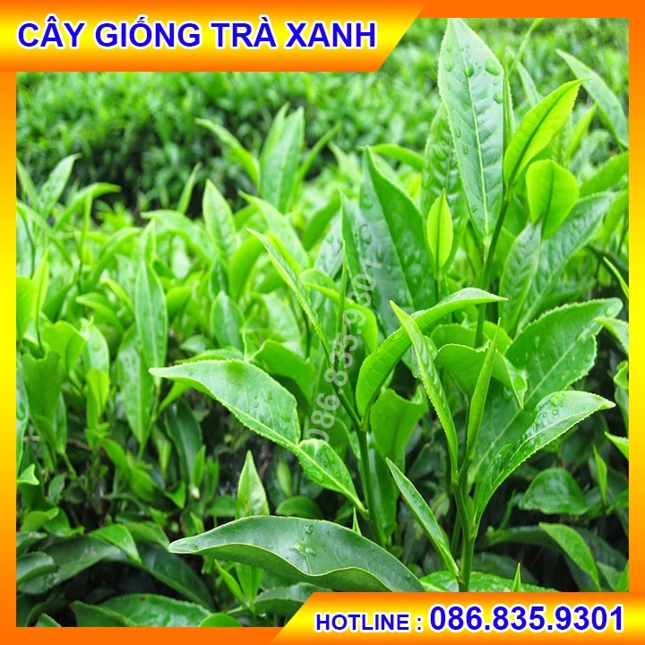 5 Cây Trà ( chè ) Xanh Thái Nguyên - Cây khỏe đẹp trồng trong bầu