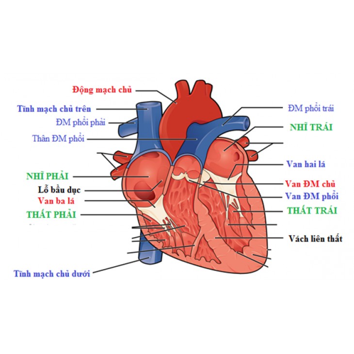 Tim, Hỗ trợ tim mạch và huyết áp - cardiopro Plus IMC