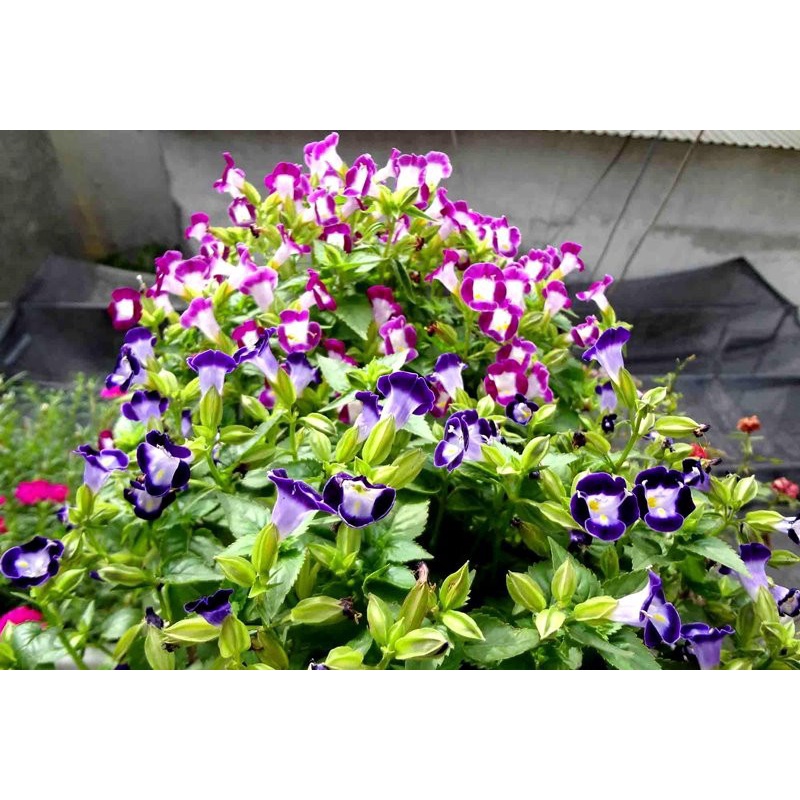 Hạt Giống Hoa Tô Liên  Mix Màu KNS3615 - Gói 10 hạt