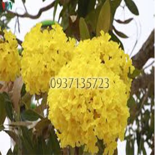 combo 5 cây giống chuông vàng ( cây giống )