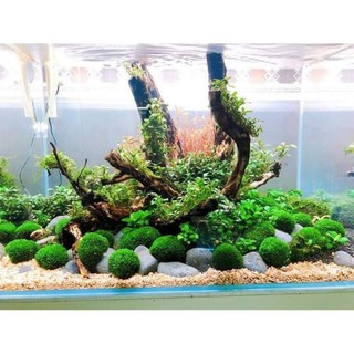 RÊU MINIFISH BÁM ĐÁ [ Trang Trí Thủy Sinh ]