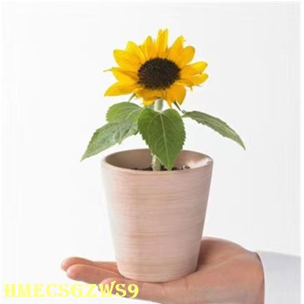 Hạt giống hoa hướng dương lùn 20h