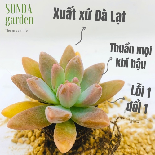 Sen đá pha lê SONDA GARDEN size mini 2.5-4cm, xuất xứ Đà Lạt, khoẻ đẹp, lỗi 1 đổi 1