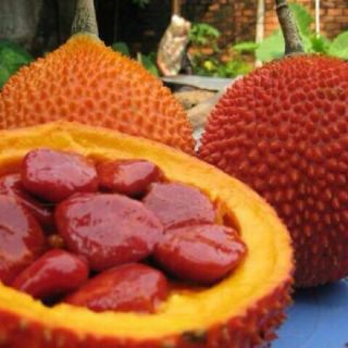 Cây giống gấc nếp